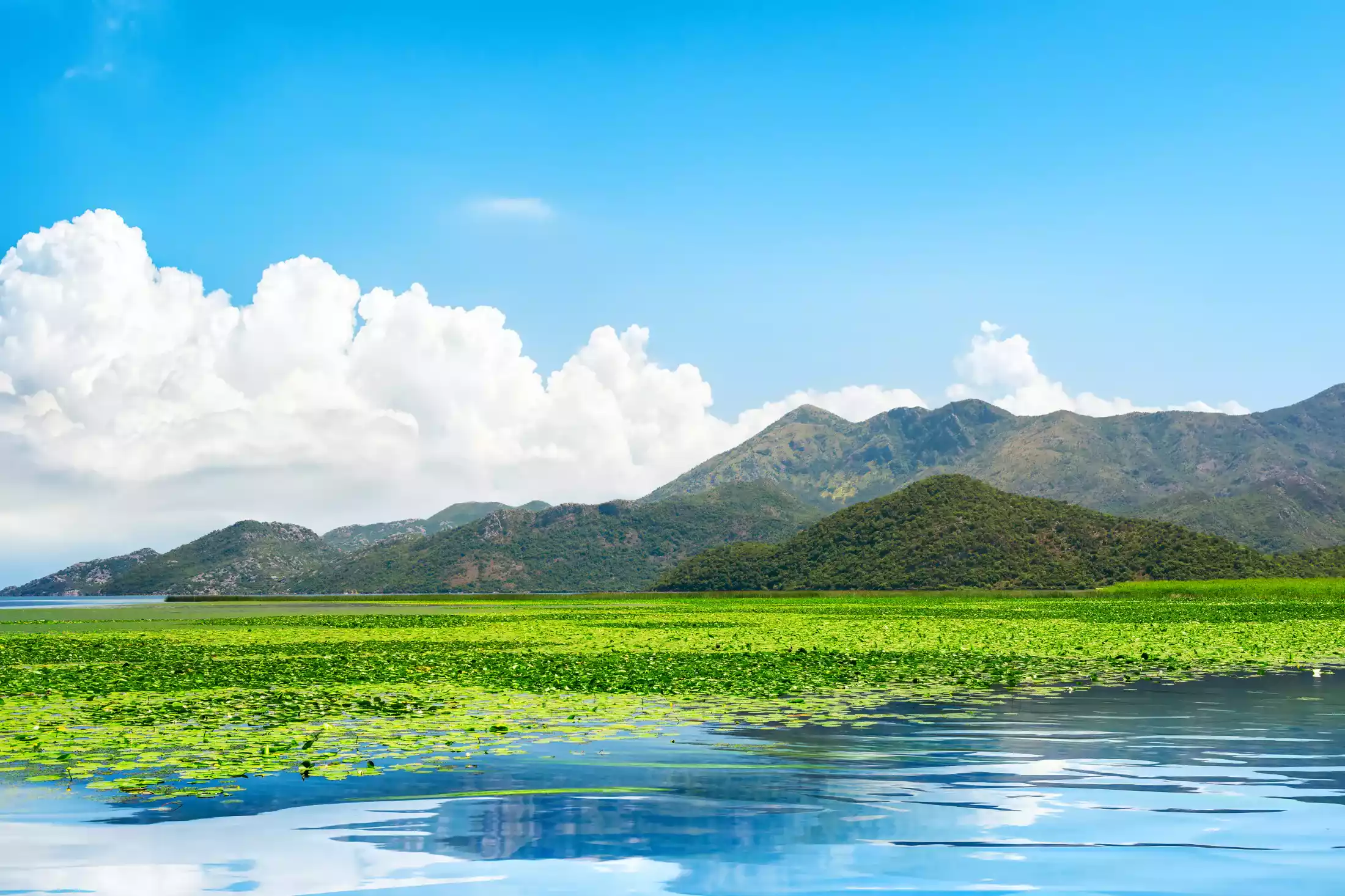 Skadar Lake